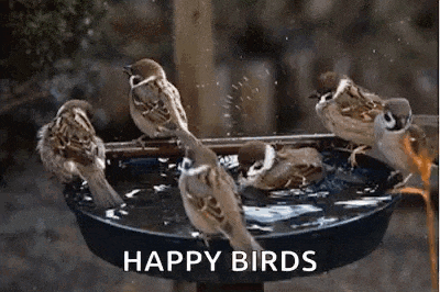 a group of birds are standing in a bird bath .