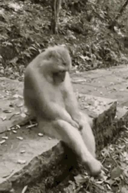 Viyeongg Bored Monkey GIF - Viyeongg Bored Monkey GIFs