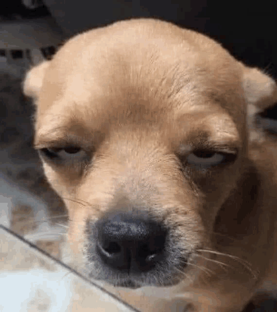 a close up of a dog making a funny face while looking at the camera .