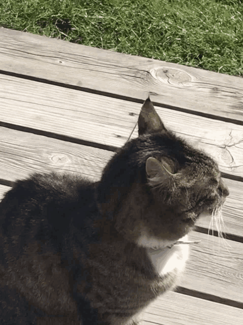 a cat is sitting on a wooden deck and looking to the side