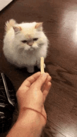 Funny Animals Cat GIF - Funny Animals Cat Hit GIFs