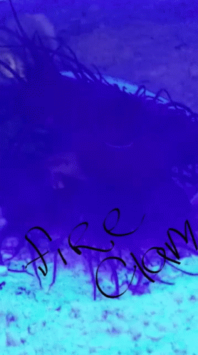 Fireclam Mad GIF - Fireclam Clam Mad GIFs
