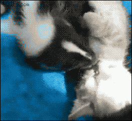 a pixelated image of a person and a cat with the website gifbin.com at the top