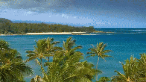 Windy Palm Trees By The Beach GIF - Beach Island GIFs
