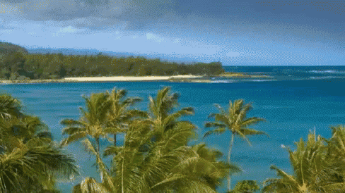 a tropical beach with palm trees and a blue ocean
