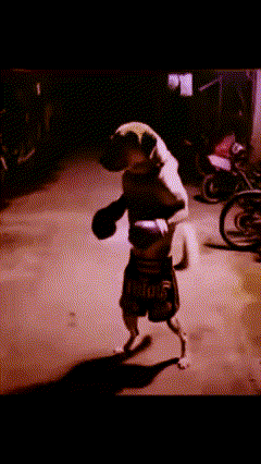 a dog is wearing boxing shorts that say ' snoop ' on them