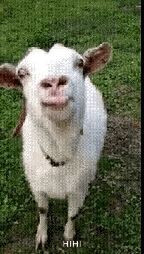 a white goat is standing in a grassy field and looking at the camera with a caption that says " hihihi "