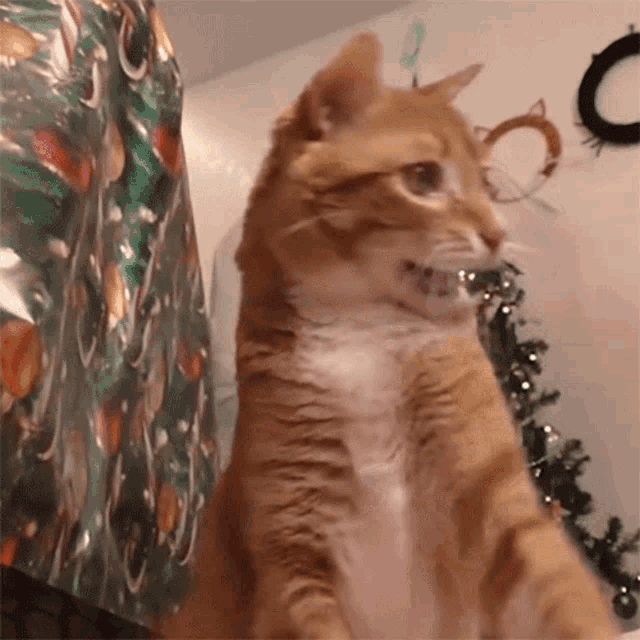 a cat is standing in front of a wrapped christmas tree