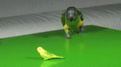 Bird The Fuck Is This Shit GIF - Bird The Fuck Is This Shit Wth GIFs
