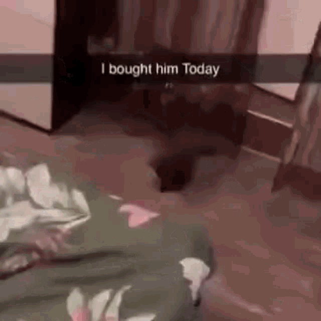 Ferret I Bought Him Today GIF - Ferret I Bought Him Today Spin GIFs