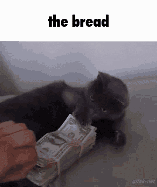 a cat is playing with a stack of money and the words the bread are above it