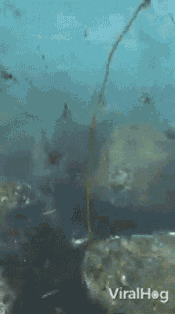 Startled Viralhog GIF - Startled Viralhog Sea Lion GIFs