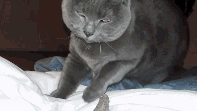 Sara Cat GIF - Sara Cat Kneading GIFs
