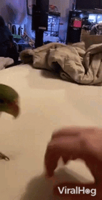 a video of a parrot being held by a person with the words viralhog written on the bottom