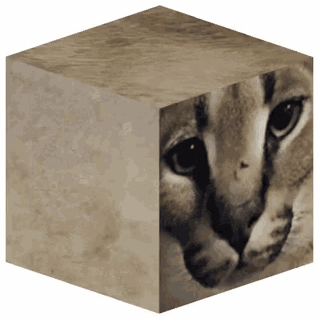 a close up of a cat 's face on a cube on a white background .