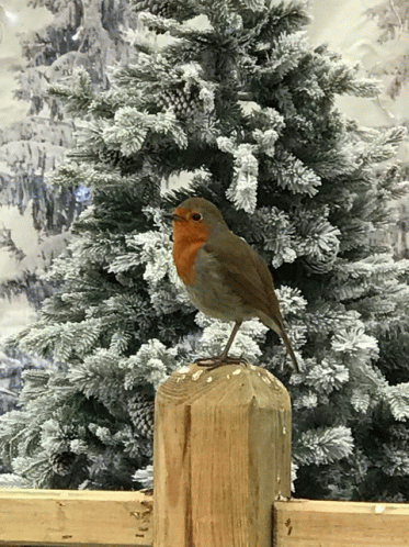 Happy Christmas From My House To All My Friends And Family Near And Far GIF
