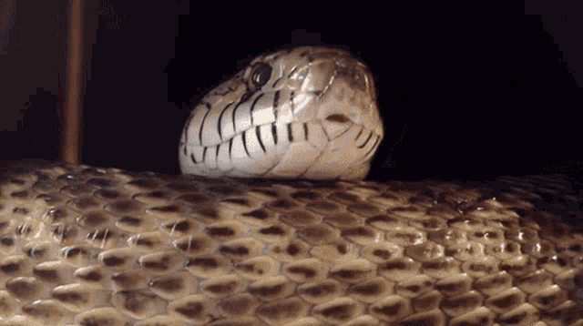 Snake Flicker Tongue GIF - Snake Flicker Tongue Hiss GIFs