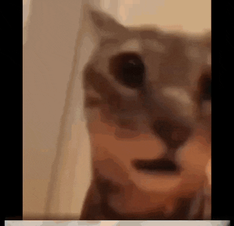 a close up of a cat 's face looking at the camera with its mouth open .