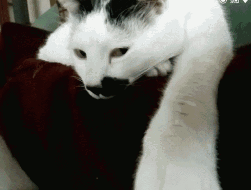 Cat Looking GIF - Cat Looking Tired GIFs