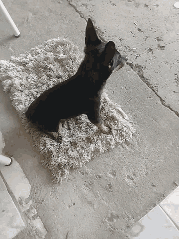 Oloco Dog GIF - Oloco Dog Puppy GIFs