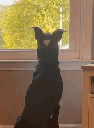 a black dog is looking out a window