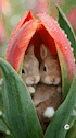 two rabbits are sitting inside of a flower .