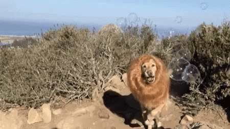 Dogs Lion GIF - Dogs Dog Lion GIFs