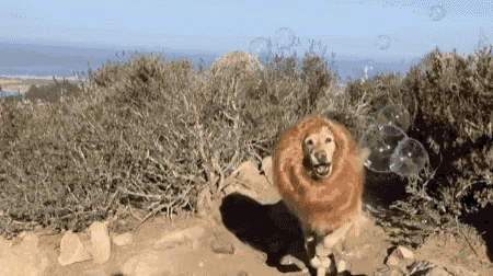 a dog wearing a lion wig is playing with bubbles