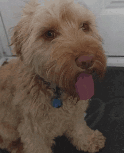 a small brown dog with a blue tag on its neck