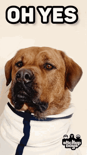 a picture of a dog with the text oh yes