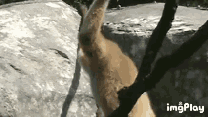 Im Out Of Here Animals GIF - Im Out Of Here Animals Monkey GIFs