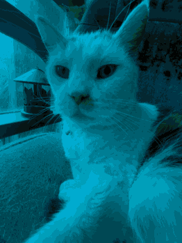 a white cat is sitting in a car and looking out the window