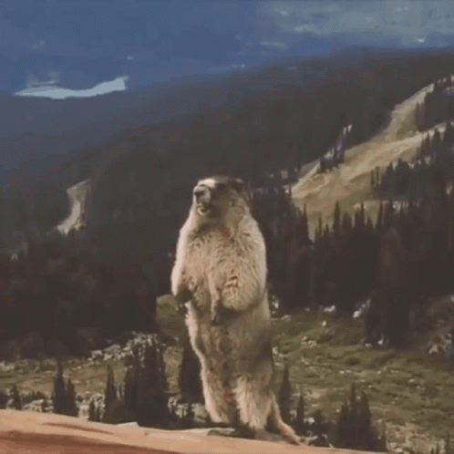 Gesh Yell GIF - Gesh Yell Marmot GIFs