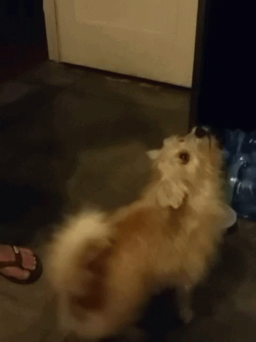 Dog Dances GIF - Dog Dances Jumps GIFs