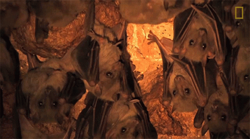 Hanging Why Bats Arent As Scary As You Think GIF - Hanging Why Bats Arent As Scary As You Think Resting GIFs