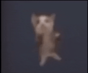 a blurry picture of a cat laying on its back with its arms outstretched