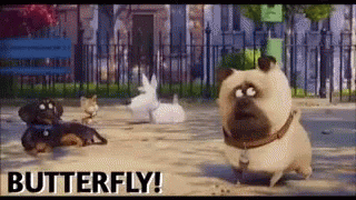 The Secret Life Of Pets Butterfly GIF - The Secret Life Of Pets Butterfly Dogs GIFs