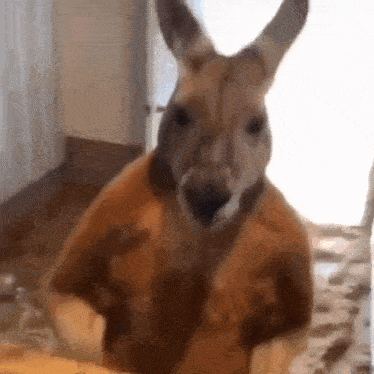 Kangaroo Punch GIF - Kangaroo Punch Kangaroo Punch GIFs