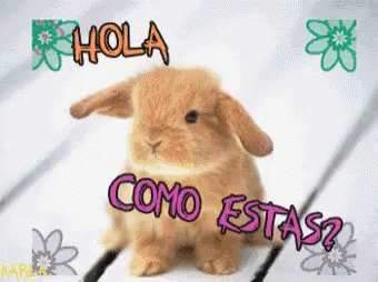 Bunny Hola GIF - Bunny Hola Como Estas GIFs