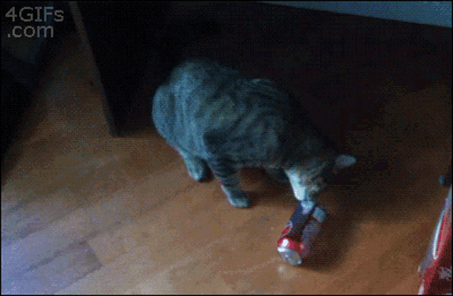 Cat Scared GIF - Cat Scared What The Hell GIFs