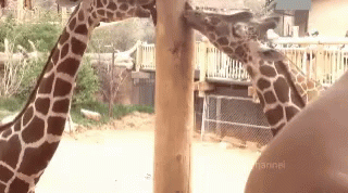 Animals Giraffe GIF - Animals Giraffe Lick GIFs