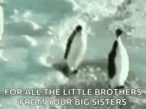 Rude Penguins GIF - Rude Penguins Brotherhood GIFs