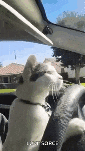 a cat is sitting in the steering wheel of a car .