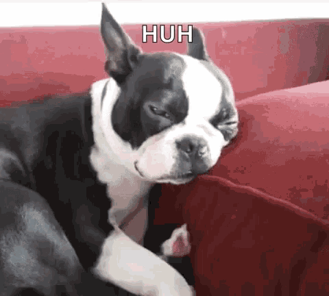 a black and white dog is laying on a red couch with its eyes closed .