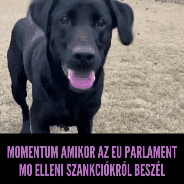 a black dog with a pink tongue standing in a field with the words momentum amikor az eu parlament