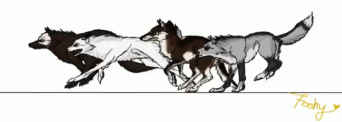 Animals Wolves GIF - Animals Wolves GIFs