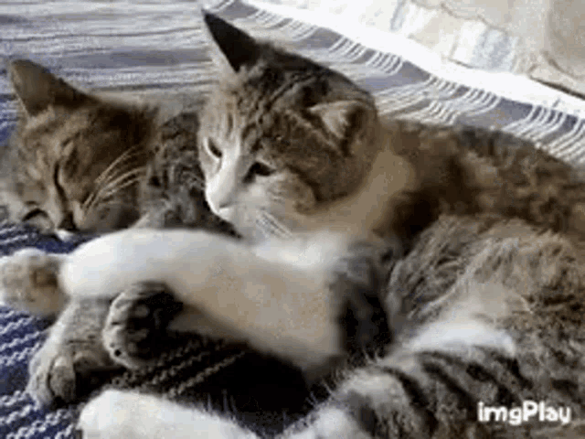 two cats are laying next to each other on a bed .