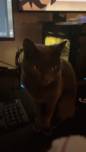 Serious Black Cat GIF - Serious Black Cat Miguel The Cat GIFs
