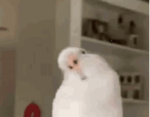 Bird Scream GIF - Bird Scream Screaming GIFs