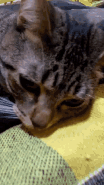 a close up of a cat laying on a yellow and black blanket